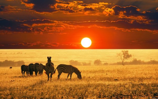 55 интересных фактов об Африке - TudaSyda